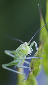 Preview wallpaper insect, antennae, grass, bright