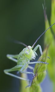 Preview wallpaper insect, antennae, grass, bright