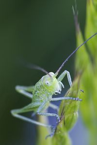 Preview wallpaper insect, antennae, grass, bright