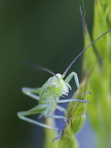 Preview wallpaper insect, antennae, grass, bright