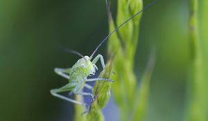 Preview wallpaper insect, antennae, grass, bright