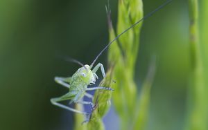 Preview wallpaper insect, antennae, grass, bright