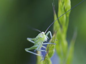 Preview wallpaper insect, antennae, grass, bright