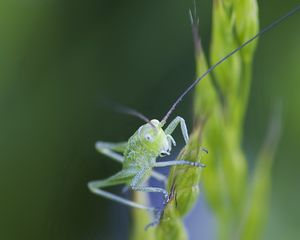 Preview wallpaper insect, antennae, grass, bright