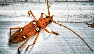 Preview wallpaper insect, antennae, surface, color