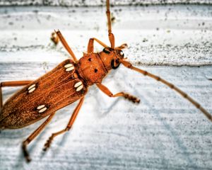 Preview wallpaper insect, antennae, surface, color