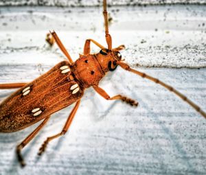 Preview wallpaper insect, antennae, surface, color