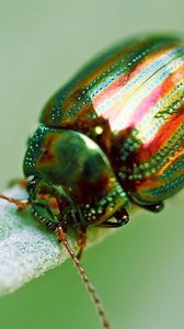 Preview wallpaper insect, beetle, green, macro, golden