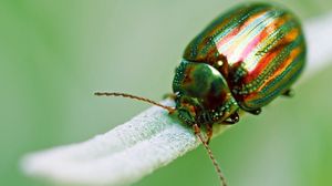Preview wallpaper insect, beetle, green, macro, golden
