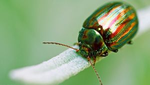 Preview wallpaper insect, beetle, green, macro, golden