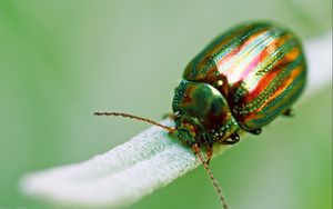 Preview wallpaper insect, beetle, green, macro, golden