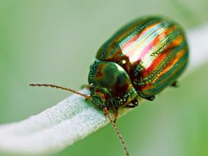 Preview wallpaper insect, beetle, green, macro, golden