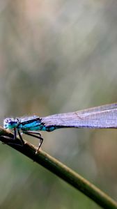 Preview wallpaper insect, branch, close-up