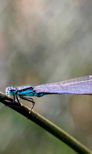 Preview wallpaper insect, branch, close-up