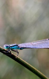 Preview wallpaper insect, branch, close-up