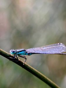 Preview wallpaper insect, branch, close-up