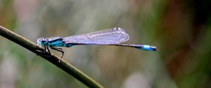 Preview wallpaper insect, branch, close-up