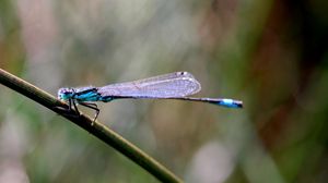 Preview wallpaper insect, branch, close-up