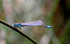 Preview wallpaper insect, branch, close-up