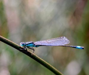 Preview wallpaper insect, branch, close-up