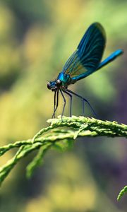 Preview wallpaper insect, branches, plant