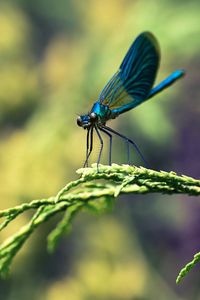 Preview wallpaper insect, branches, plant