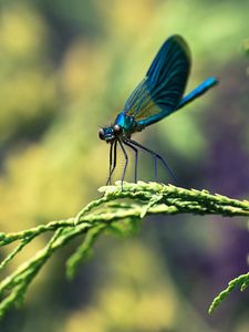 Preview wallpaper insect, branches, plant