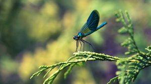 Preview wallpaper insect, branches, plant