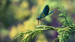 Preview wallpaper insect, branches, plant