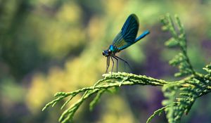 Preview wallpaper insect, branches, plant