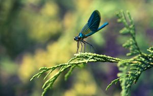 Preview wallpaper insect, branches, plant