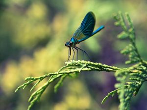 Preview wallpaper insect, branches, plant