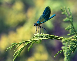 Preview wallpaper insect, branches, plant