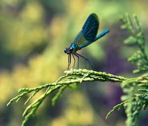 Preview wallpaper insect, branches, plant