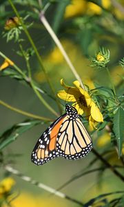 Preview wallpaper insect, butterfly, flower, leaves, macro