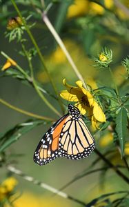 Preview wallpaper insect, butterfly, flower, leaves, macro