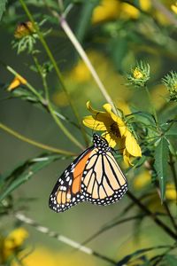 Preview wallpaper insect, butterfly, flower, leaves, macro