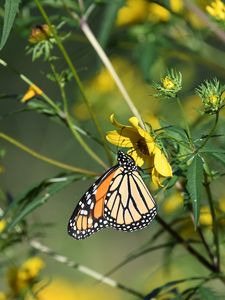 Preview wallpaper insect, butterfly, flower, leaves, macro