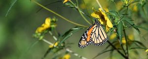 Preview wallpaper insect, butterfly, flower, leaves, macro