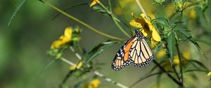 Preview wallpaper insect, butterfly, flower, leaves, macro