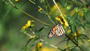 Preview wallpaper insect, butterfly, flower, leaves, macro