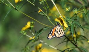 Preview wallpaper insect, butterfly, flower, leaves, macro