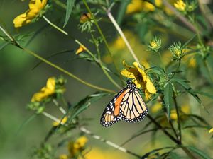 Preview wallpaper insect, butterfly, flower, leaves, macro