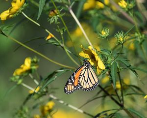 Preview wallpaper insect, butterfly, flower, leaves, macro