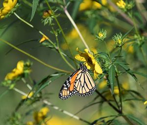 Preview wallpaper insect, butterfly, flower, leaves, macro