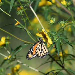 Preview wallpaper insect, butterfly, flower, leaves, macro