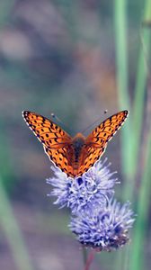 Preview wallpaper insect, butterfly, flowers, macro