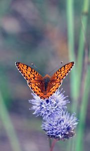 Preview wallpaper insect, butterfly, flowers, macro