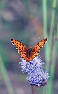 Preview wallpaper insect, butterfly, flowers, macro