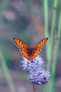 Preview wallpaper insect, butterfly, flowers, macro